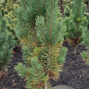 Pinus sylv. 'Fastigiata' 80-100 cm met kluit
