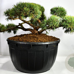 Pinus sylv. 'Repens' 150-175 cm cont. 500L bonsai