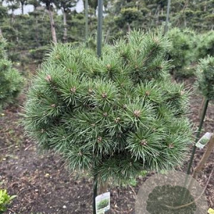 Pinus sylv. 'Sandringham' 85 cm 35L Potgedrukt