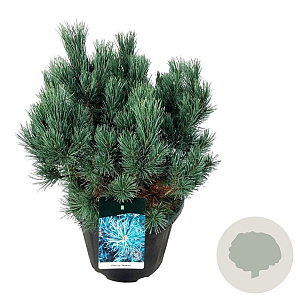 Pinus sylv. 'Watereri' 50-60 cm 30L extra