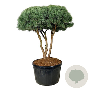 Pinus sylv. 'Watereri' 150-175 cm cont. 285L scherm