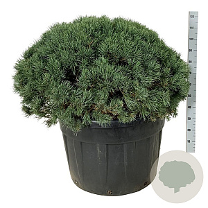 Pinus sylv. 'Watereri' 100-125 cm cont. 230L bol extra