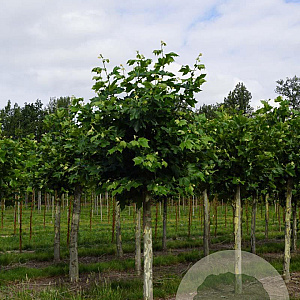 Platanus hispanica 35-40 HO draadkluit geknot