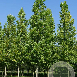 Platanus hisp. 'Huissen' 16-18 HO draadkluit