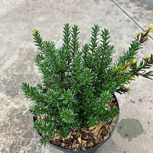 Podocarpus 'Jalako Red' 20-30 cm 2,0L