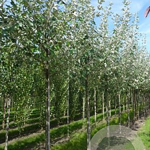 Populus alba 10-12 HO draadkluit