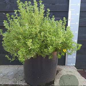 Potentilla f. Bella Lindsey 40-50 cm 20L