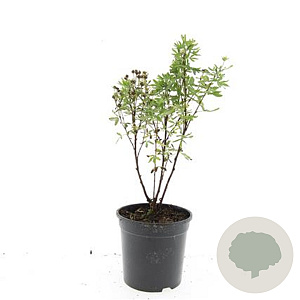 Potentilla f. 'Jackman's Variety' GM C1.3