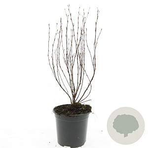 Potentilla f. 'Jackman's Variety' GM C1.3