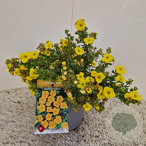 Potentilla f. 'Kobold' 25-30 cm 2,5L