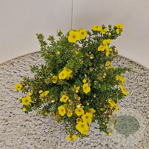 Potentilla f. 'Kobold' 25-30 cm 2,5L