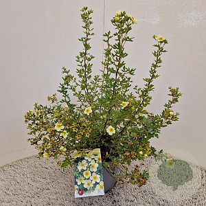 Potentilla f. 'Limelight' 25-30 cm 2,5L