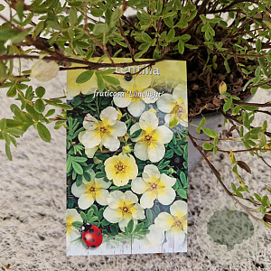 Potentilla f. 'Limelight' 25-30 cm 2,5L