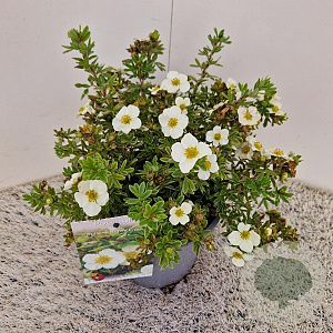 Potentilla f. 'Tilford Cream' 25-30 cm 2,5L