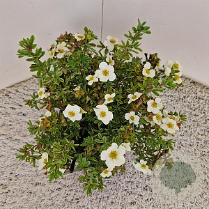 Potentilla f. 'Tilford Cream' 25-30 cm 2,5L