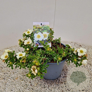 Potentilla f. 'Tilford Cream' 30-35 cm 2,0L