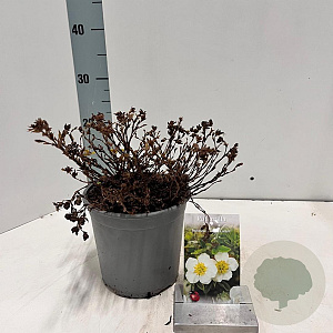 Potentilla f. 'Tilford Cream' 30-35 cm 2,0L