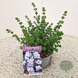 Prostanthera cuneata 20-25 cm C1.5