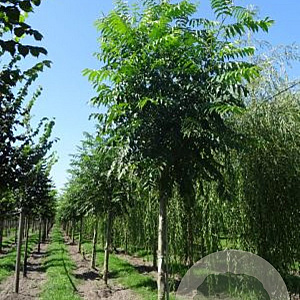 Pterocarya fraxinifolia 10-12 HO draadkluit