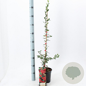 Pyracantha cocc. 'Red Column' 70 cm 2,0L met stok