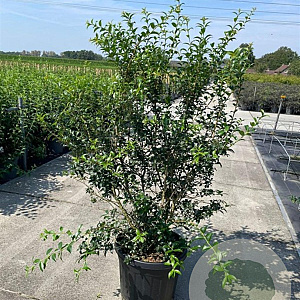 Osmanthus burkwoodii 125-150 cm 35L