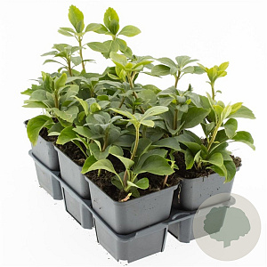 Pachysandra terminalis 10-20 cm P9