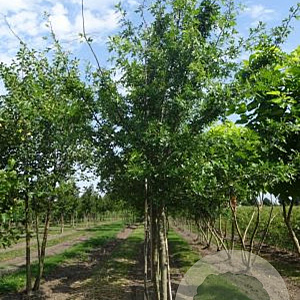 Quercus palustris 300-350 cm draadkluit meerstammig
