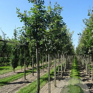 Quercus petraea 6-8 HO draadkluit