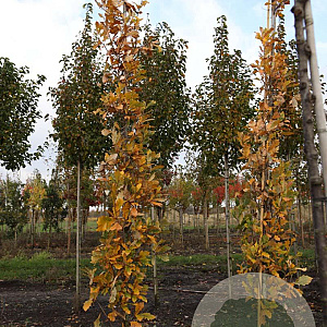 Quercus warei 'Long' 12-14 HO draadkluit geveerd