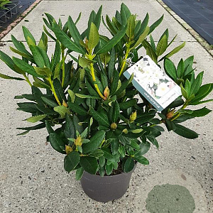 Rhododendron 'Cunningham's White' 35 cm 7,5L bol