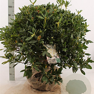 Rhododendron 'Cunningham's White' 80-100 cm met kluit