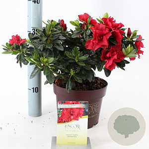 Rhododendron Encore Autumn Fire 25-30 cm 3,0L