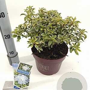 Rhododendron Enc.Autumn Moonstruck 25-30 cm 3,0L