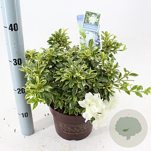 Rhododendron Enc.Autumn Moonstruck 25-30 cm 3,0L