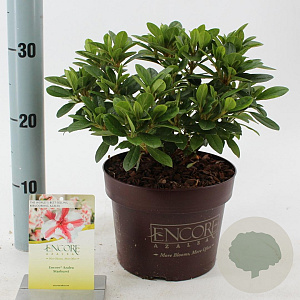 Rhododendron Enc. Autumn Starburst 25-30 cm 3,0L