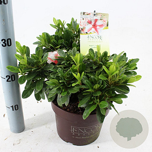 Rhododendron Enc. Autumn Starburst 25-30 cm 3,0L