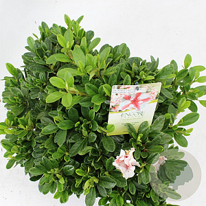 Rhododendron Enc. Autumn Starburst 30-35 cm 5,0L