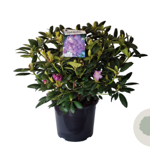 Rhododendron 'Everestianum' 60-80 cm 35L