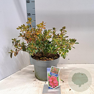 Rhododendron Flash Dance Salmon 20-25 cm 5,0L