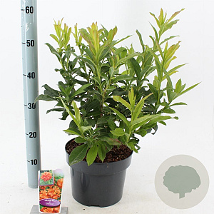 Rhododendron (AK) 'Gibraltar' 30-40 cm 5,0L