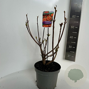 Rhododendron (AK) 'Gibraltar' 30-40 cm 5,0L