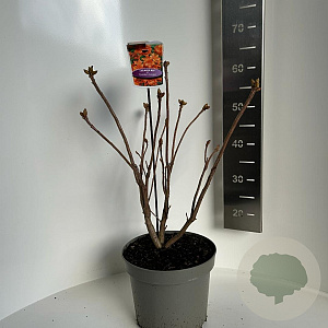 Rhododendron (AK) 'Golden Eagle' 30-40 cm 5,0L