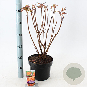 Rhododendron (AK) 'Golden Eagle' 30-40 cm 5,0L