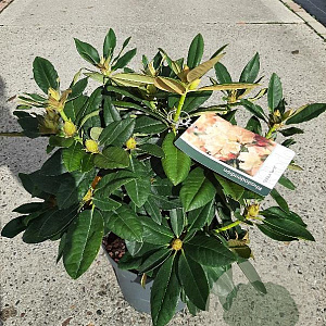 Rhododendron (Y) 'Golden Torch' 25-30 cm 5,0L