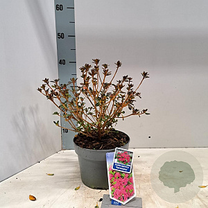 Rhododendron (AJ) 'Kermesina' 20-25 cm 3,0L
