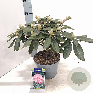 Rhododendron (Y) 'Marlis' 25-30 cm 5,0L