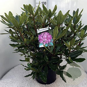 Rhododendron pont. 'Roseum' 60-80 cm 20L
