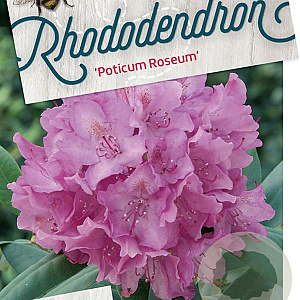 Rhododendron pont. 'Roseum' 60-80 cm 20L