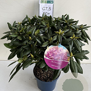 Rhododendron 'Roseum Elegans' 50 cm 7,5L