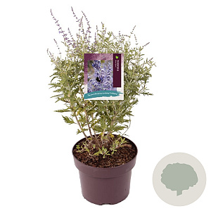 Perovskia 'Blue Spire' 40-45 cm 5,0L